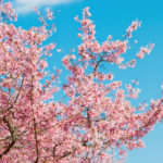 春の桜-小学校入学前の準備